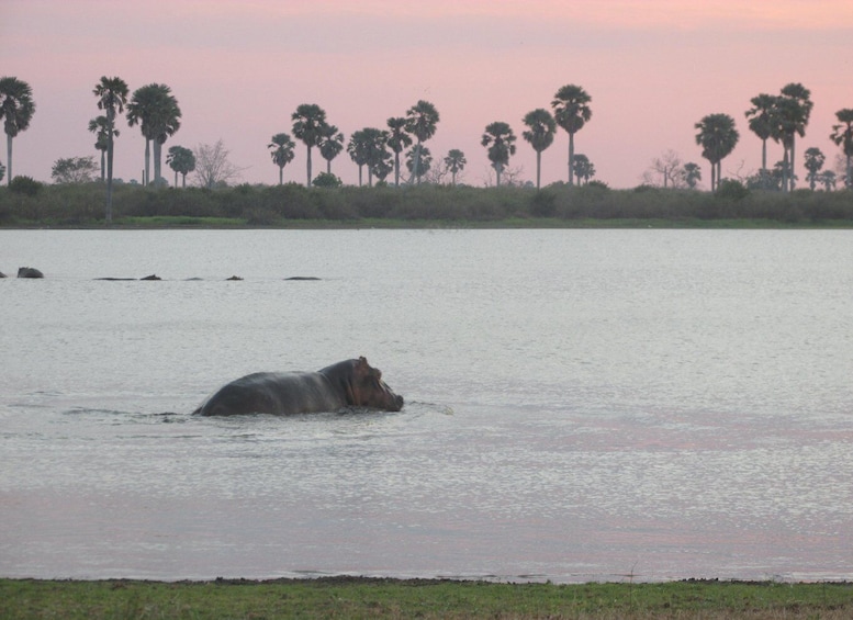 Picture 1 for Activity 2 Days, 1 Night Selous Game Reserve/ Nyerere National Park