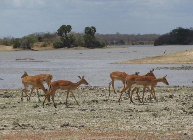 Picture 2 for Activity 2 Days, 1 Night Selous Game Reserve/ Nyerere National Park