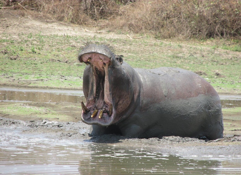 Picture 3 for Activity 2 Days, 1 Night Selous Game Reserve/ Nyerere National Park