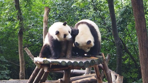 Chengdu: Panda Breeding Base Entry with Guide/Driver Options