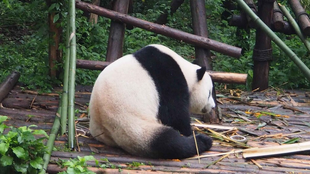 Picture 6 for Activity Chengdu Panda Breeding Base Ticket w/ Private Transfer/Guide