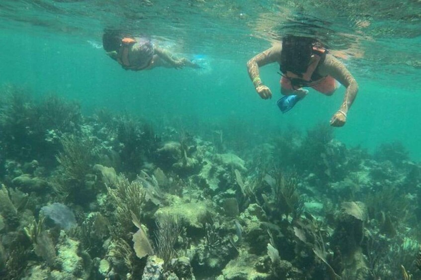 Picture 3 for Activity Mahahual: Costa Maya Snorkeling Adventure by Boat