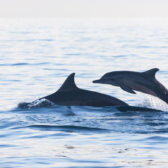 Bali Bliss: Dolphin Lovina Private Expedition