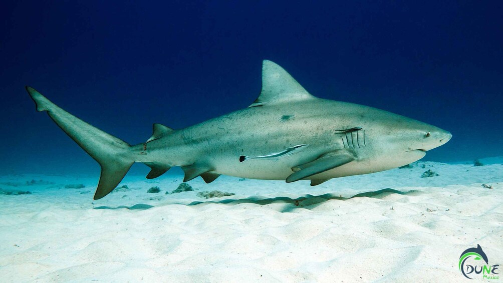 Picture 1 for Activity Diving Trip with Bull Sharks in Playa del Carmen