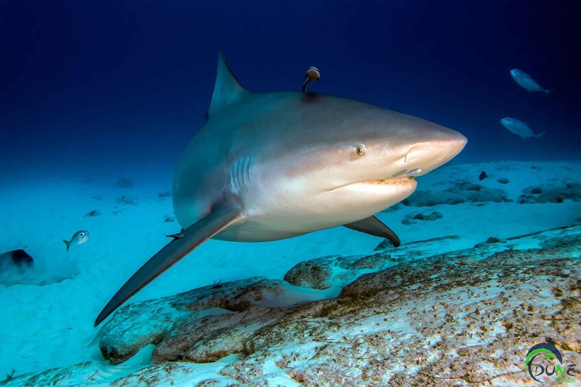 Diving Trip with Bull Sharks in Playa del Carmen