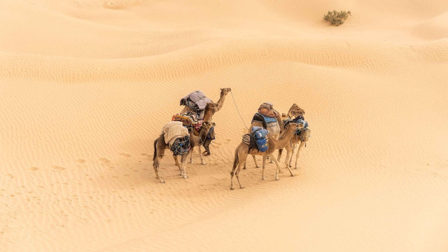 From Djerba and Zarzis : An Epic 3 Days Desert Adventure
