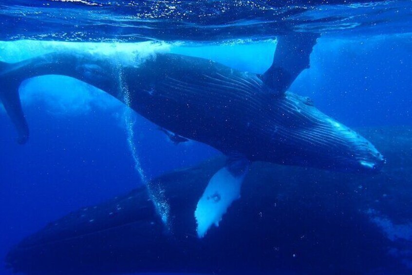 Reef Discovery Private Whales Watching Cruise