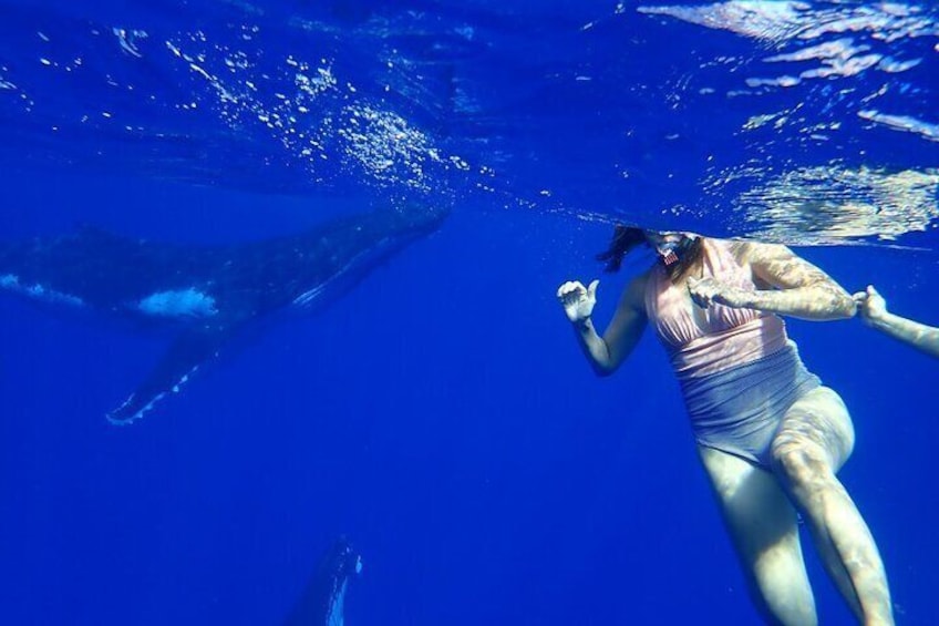 Reef Discovery Private Whales Watching Cruise