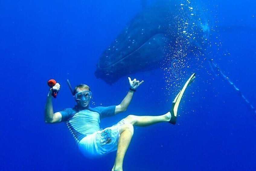 Reef Discovery Private Whales Watching Cruise