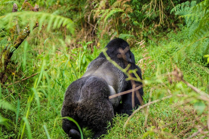 Picture 4 for Activity 5 Day of Gorilla Trekking Safari Uganda via Rwanda