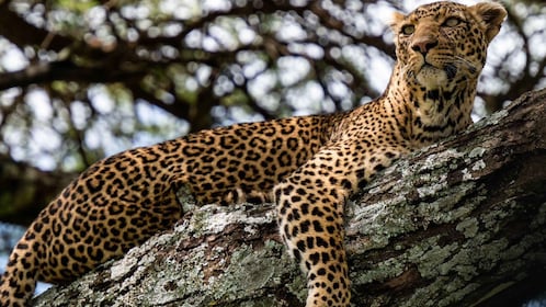 5-Day Tanzania Highlight Safari