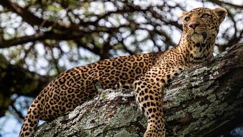 5-Day Tanzania Highlight Safari