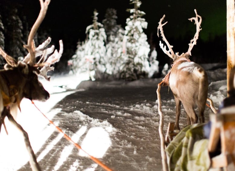Rovaniemi: Reindeer Evening Safari Tour & 2.5 km Sled Ride