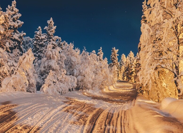 Picture 1 for Activity Rovaniemi: Reindeer Evening Safari Tour & 2.5 km Sled Ride