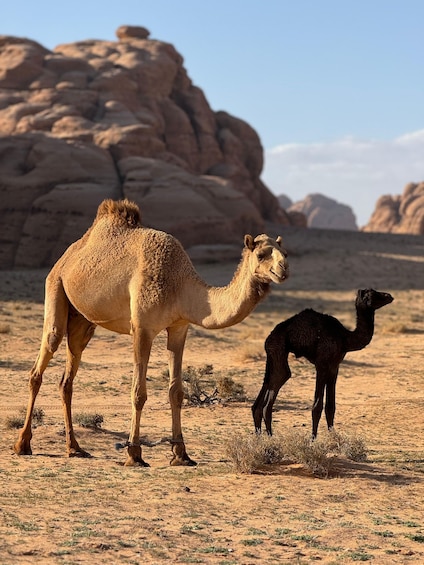 Picture 5 for Activity Wadi Rum Full Day Jeep Tour + Overnight. All Meals Included