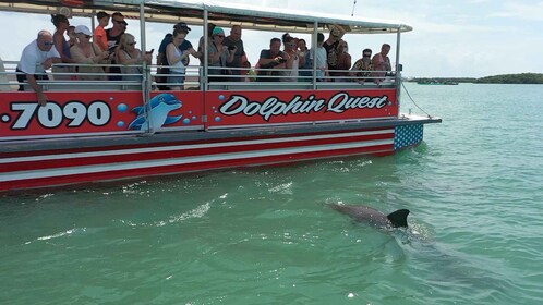 Plage de Madère : Observation guidée des dauphins : écologique croisière