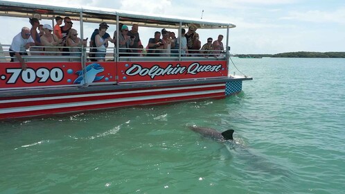 Plage de Madère : Observation guidée des dauphins : écologique croisière