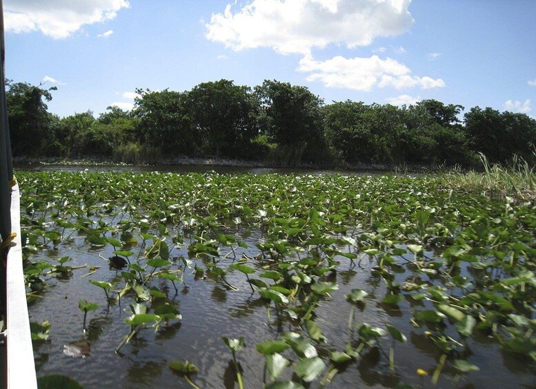 Picture 2 for Activity Everglades Airboat Tours and Rides