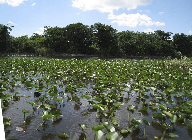 Picture 2 for Activity Everglades Airboat Tours and Rides