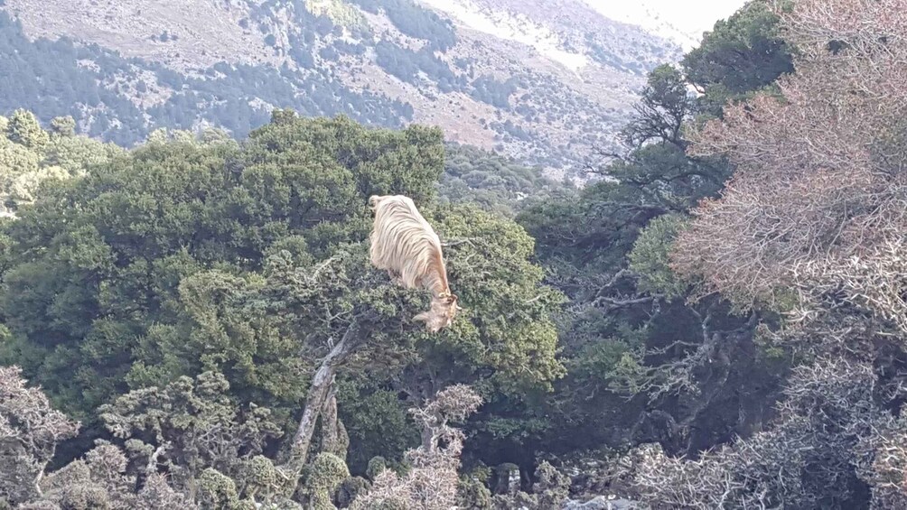 Picture 3 for Activity South Eastern Crete & Sarakinas Gorge Day Tour