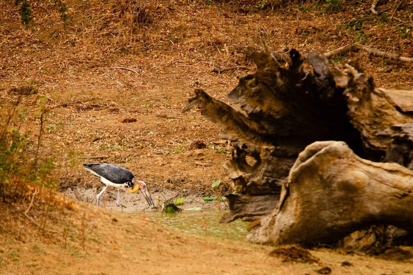 Picture 10 for Activity Yala National Park Wildlife safari from Mirissa