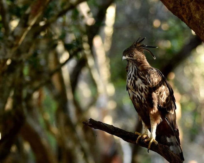 Picture 7 for Activity Yala National Park Wildlife safari from Mirissa