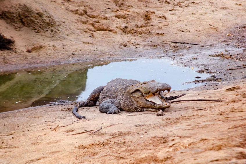 Picture 2 for Activity Yala National Park Wildlife safari from Mirissa