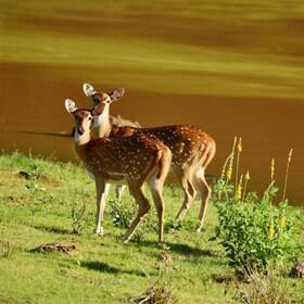 Yala-Nationalpark Wildlife-Safari ab Mirissa