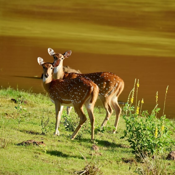 Yala National Park Wildlife safari from Mirissa