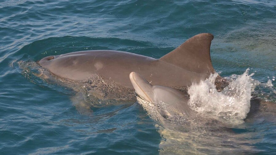 Mauritius: Snorkel and Swim with Dolphins on Speedboat Tour