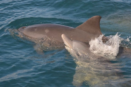 Mauritius: Snorkel and Swim with Dolphins on Speedboat Tour