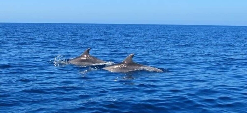 Picture 15 for Activity Mauritius: Snorkel and Swim with Dolphins on Speedboat Tour