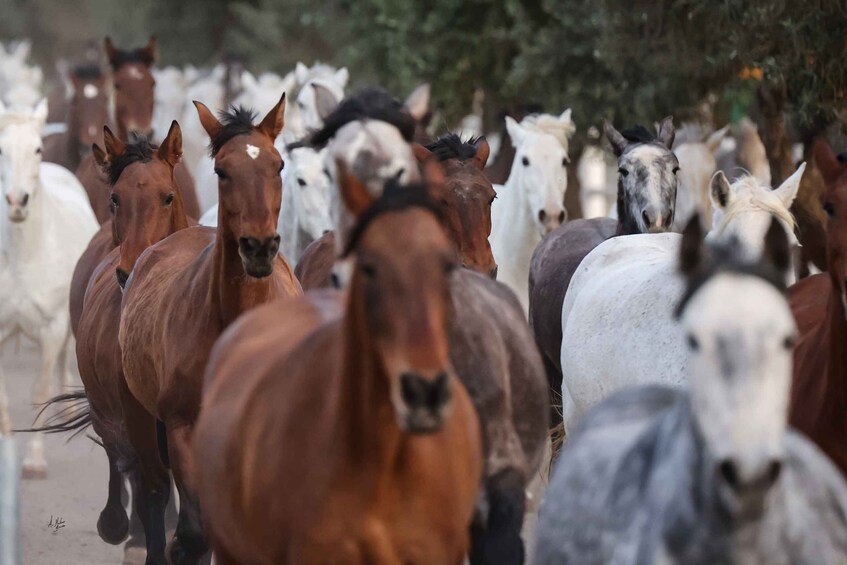 Picture 11 for Activity Seville: Horse Show Entry Ticket. Optional Stud Farm Visit