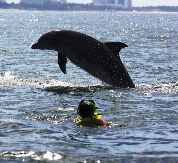 Picture 6 for Activity Puerto Vallarta: Dolphin Watching Cruise with a Biologist