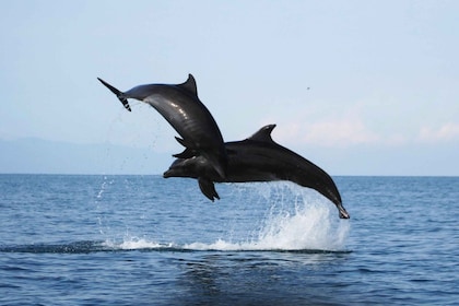 Puerto Vallarta: Dolphin Watching Cruise with a Biologist