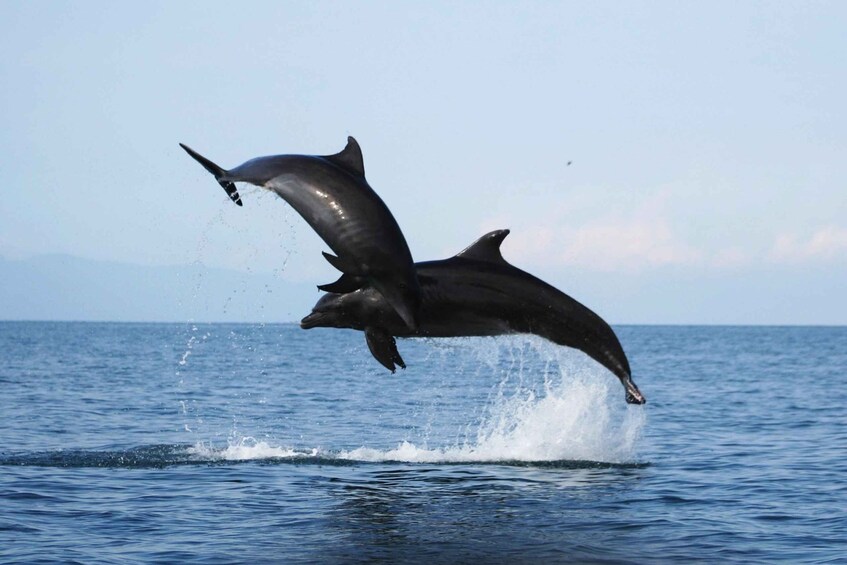 Puerto Vallarta: Dolphin Watching Cruise with a Biologist