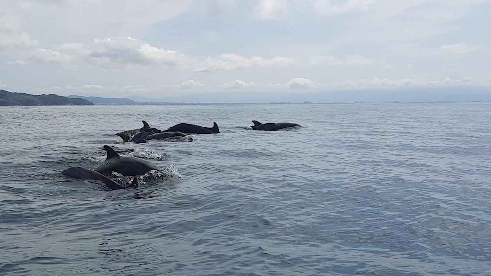 Picture 8 for Activity Puerto Vallarta: Dolphin Watching Cruise with a Biologist