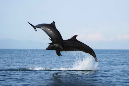 Puerto Vallarta: Dolphin Watching Cruise with a Biologist