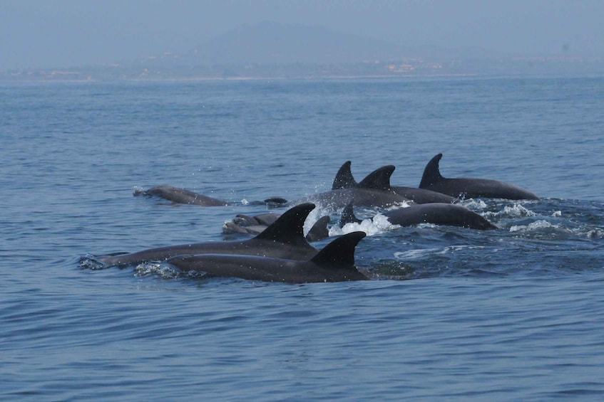 Picture 4 for Activity Puerto Vallarta: Dolphin Watching Cruise with a Biologist