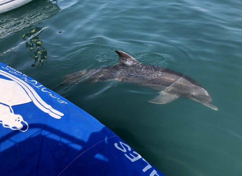 Picture 3 for Activity Puerto Vallarta: Dolphin Watching Cruise with a Biologist