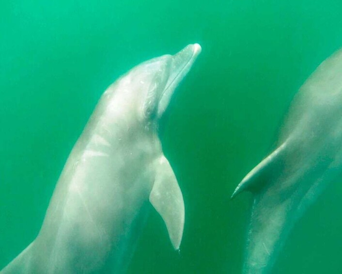 Picture 9 for Activity Puerto Vallarta: Dolphin Watching Cruise with a Biologist