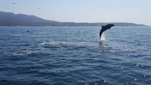 Puerto Vallarta: Delfinbeobachtungstour mit einem Biologen