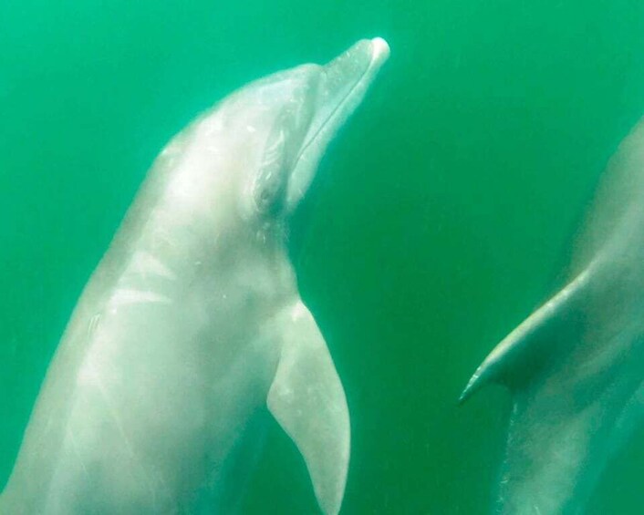 Picture 9 for Activity Puerto Vallarta: Dolphin Watching Cruise with a Biologist