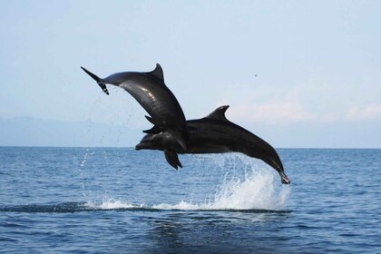 Puerto Vallarta: crucero de observación de delfines con un biólogo