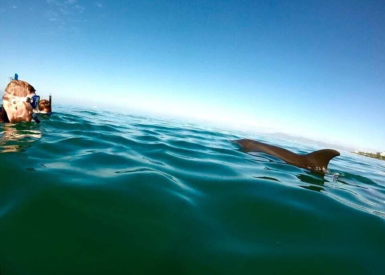 Picture 2 for Activity Puerto Vallarta: Dolphin Watching Cruise with a Biologist