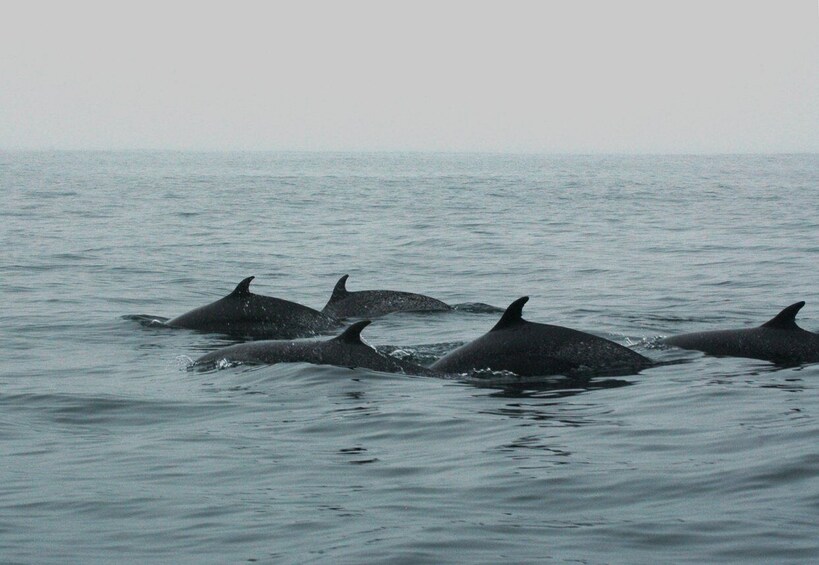 Picture 7 for Activity Puerto Vallarta: Dolphin Watching Cruise with a Biologist