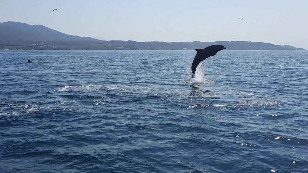 Picture 5 for Activity Puerto Vallarta: Dolphin Watching Cruise with a Biologist