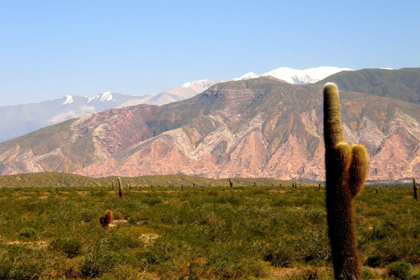 Picture 10 for Activity From Salta: Cafayate, Cachi, & Hornocal 3-Day Tour