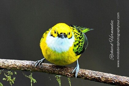 Tours fotográficos de aves - Ecuador y Mindo por Richard Hernandez