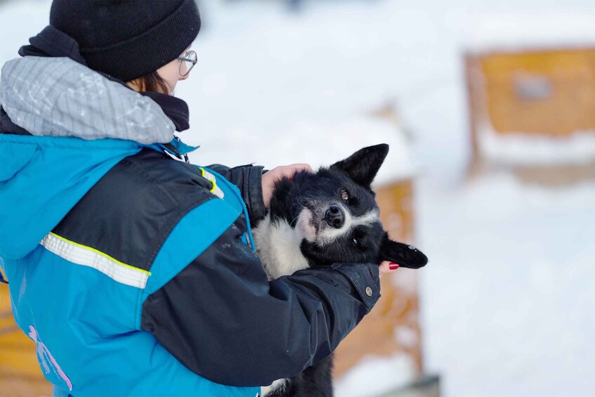 Picture 2 for Activity From Tromsø: Husky Experience with Self-Drive Dog Sled Ride